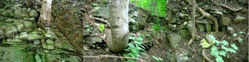 trees