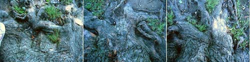 tree trunk