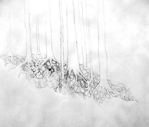 tree roots